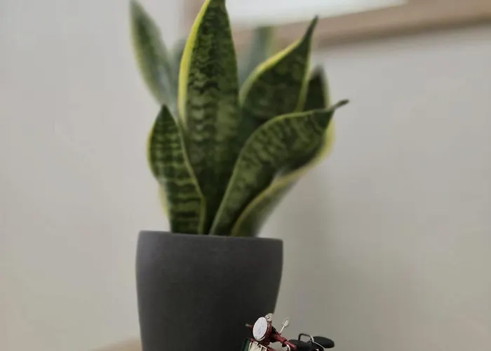 Apartamento Ammiragli